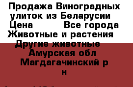 Продажа Виноградных улиток из Беларусии › Цена ­ 250 - Все города Животные и растения » Другие животные   . Амурская обл.,Магдагачинский р-н